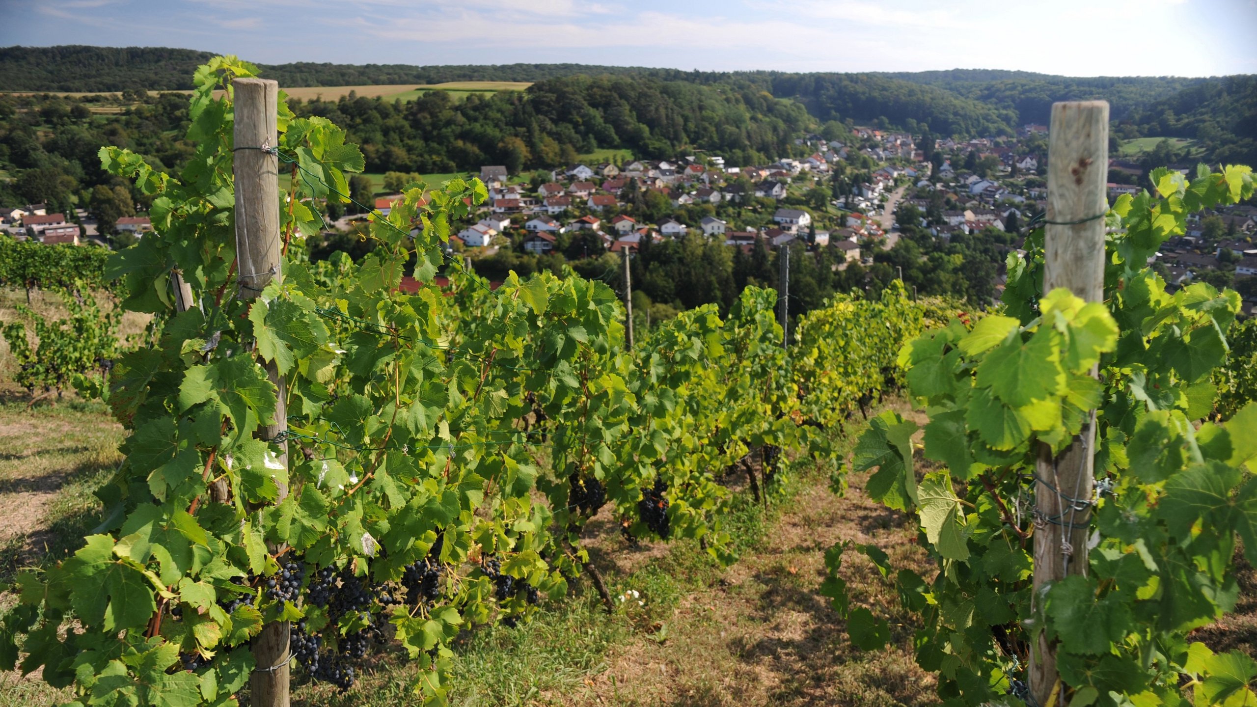 Weinreben mit Blick auf Freudenstein