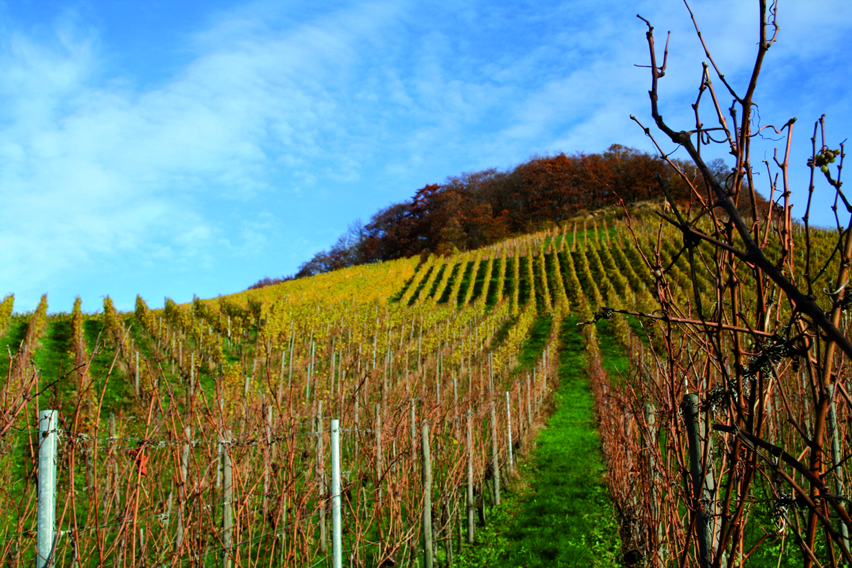 Blick auf einen Weinberg